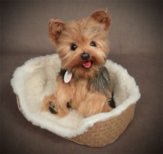 so mama finally found the heart to consider owning a yorkie. just a matter of time till we get one :)