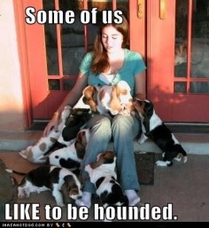 so many basset hound puppies to  dream ♥