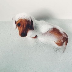 soapy dachshund dog