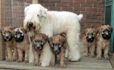 soft coated wheaten babies! I love how the babies are born darker then lighten with age! :)