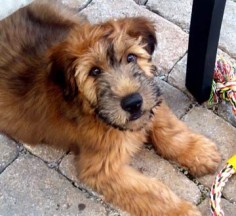 Soft Coated Wheaten Terrier -- This is definitely the one I'm leaning toward! My friend Telarry knows a lot about the different breeds I've posted and says the others are 