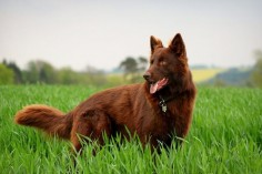 Solid Red or Liver Colored #German #Shepard. I have never actually seen one this color. Beautiful