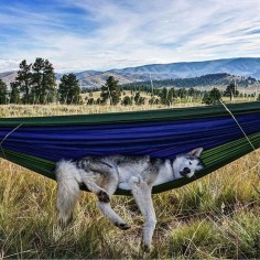 Some days are more difficult than  #campingwithdogs @loki_the_wolfdog #camping #dog #hammock