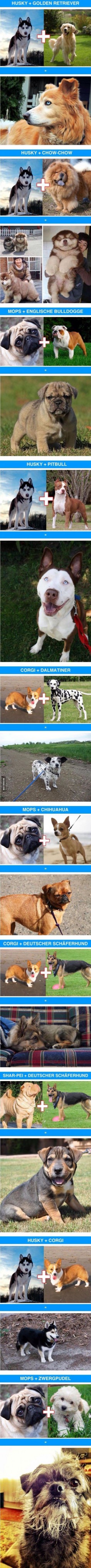Some dog breeds mixed with others.