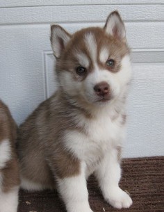 Someday in the not-so near future when I'm ready for a third Siberian  will look just like this. So cute.