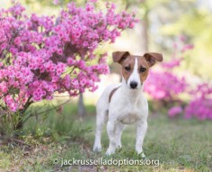 Sophie, Adoptable Jack Russell | Georgia Jack Russell Rescue, Adoption & Sanctuary