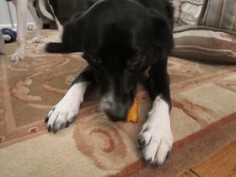 Sophie in the Kitchen: Sweet Potato Dog Chews
