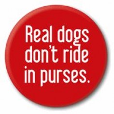 Sounds funny but its true! Dogs are made to walk, not to ride in purses.