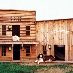 Special dog house for this Springer Spaniel . . .