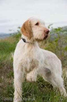 Spinone Italiano This is a breed I'd like to own some day
