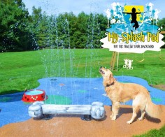 Splash pad for dogs this summer!