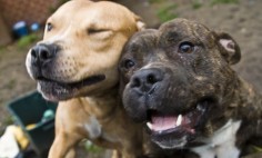 Staffies like these are considered ideal pets by the UK Kennel Club