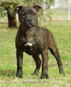 staffordshire bull terrier | Dogs/Staffordshire Bull Terrier/Staffordshire Bull Terrier 9F026D ...