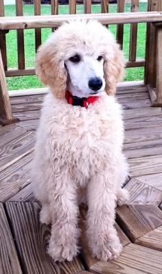 Standard Poodle Puppy - They're so cute with their coat like this!