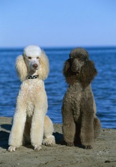 Standard poodles at the beach