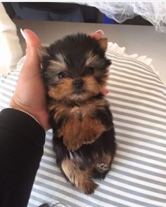 Still time to get your baby before X-MAS-Micro & Teacup Yorkie Puppies now AVAILABLE MONTHLY PAYMENTS W/0 down-To be approved fill out application under our profile We accept Visa MasterCard Discover Amex Debit. Get your baby before Christamas-TEXT-CALL-WHATSAPP (248) 420-1245 #yorkie #yorkies #yorkielove #yorkiebreeder #teacupyorkie #microyorkie #lovemyyorkie #merrychristmas #pursepuppy #puppies #puppy #puppiesofinstagram #puppiesforsale #dog #dollfaceyorkie #dogsofinstagram #woofwoofpuppies by woofwoofpuppies