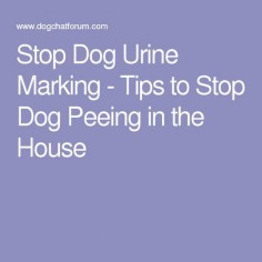Stop Dog Urine Marking - Tips to Stop Dog Peeing in the House