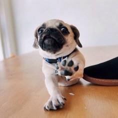 STOP in the name of pug.
