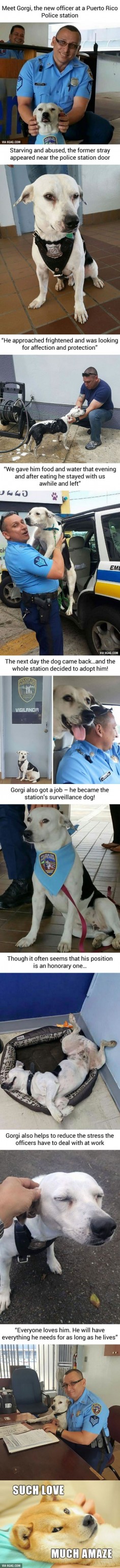 Stray Dog Walks Into Police Station, Gets A Job - 9GAG