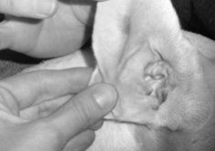 Structure of the Canine Ear - Whole Dog Journal Article