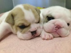 Stunning litter of English Bulldog puppies, from KC accredited breeders, looking for caring