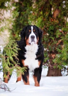 Stunning portrait of a Bernese Mountain Dog