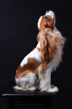 Such a beautiful picture! Beautiful Blenheim Cavalier King Charles Spaniel 500px / Photo "Felix" by Art Mellor