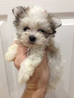 such a cute HavaMalt. I'm not normally a small dog person but I love these breeds. Thinking about getting one