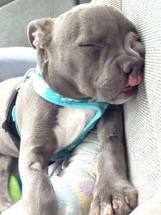 such a cute little smushy face :) pitbull love, not the breed its the owner