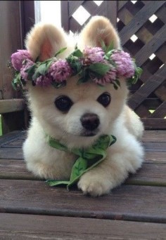 Such a princess she  her crown of flowers