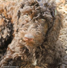 Such a sweet chocolate doodle girl ♥ Medium chocolate Australian Labradoodle puppy.