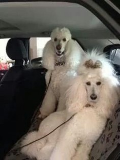 Sunday ride with the Poodle Divas Annie and Roxie always ready to go