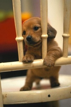 Super cute puppy in jail