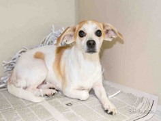 SUPER URGENT - HOUSTON - This DOG - ID#A420843 I am a female, white and brown Chihuahua - Smooth Coated and Jack russell. My age is unknown. I have been at the shelter since Dec 06, 2014.