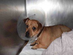 SUPER URGENT Manhattan Center TOMTOM – A1078158 MALE, BROWN, CHIHUAHUA SH MIX, 1 yr, 6 mos STRAY – STRAY WAIT, NO HOLD Reason STRAY Intake condition INJ SEVERE Intake Date 06/19/2016, From NY 10458, DueOut Date 06/22/2016