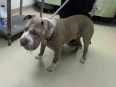 SUPER URGENT - RESCUE ONLY - HOUSTON - This DOG - ID#A421940 I am a male, tan and white Pit Bull Terrier mix. The shelter staff think I am about 2 years and 1 month old. I have been at the shelter since Dec 29, 2014.