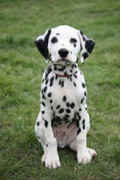 sweet baby dalmatian
