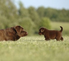 Sweet Chocolate #labrador puppies can give you a tooth ache. #itsalabthing