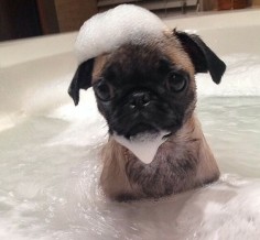 Sweet little Pug(?) puppy in the bath! :3