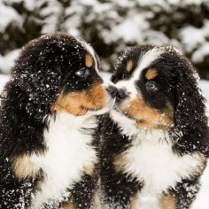 Tag your nuzzle buddy!! Bernese Mountain puppies. Tag us with #puppiesforall for a chance to be featured! @DogVacay #dog #love #instadaily #cute #puppy #instagood #puppies #dogs #instadaily