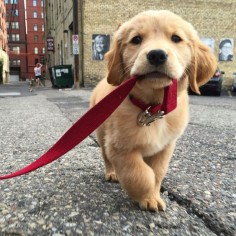 "Take me for a walk!" little #Golden #Retriever