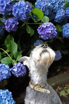 Taking time to smell the flowers