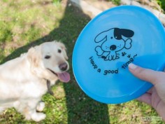 Teach a Dog How to Catch a Frisbee Step