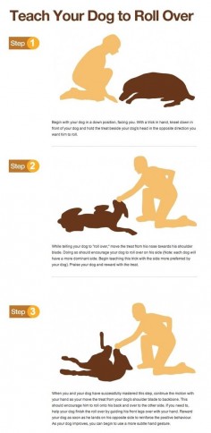 Teach your dog to roll over infographic