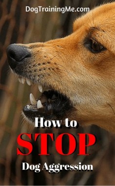 Teach your dog to stop being aggressive! Calm an angry dog with these tips that will put you back in charge. Your dominant dog will learn to be obedient by using these dog training tips. Read now to learn all you need to know about how to stop dog aggression!