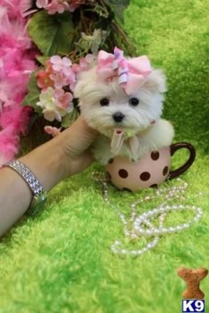 teacup maltese puppy; cute puppies; dogs; animals; pets; babies; baby; photography; pink ribbon; bow; flowers