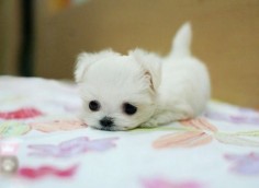 Teacup Maltese Puppy, I WANT HIM