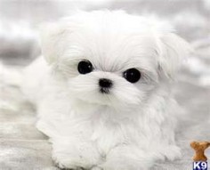 teacup maltese puppy OMG!!
