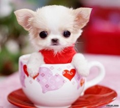 Teacup puppy