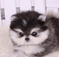 Teacup puppy with husky colors!